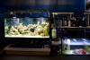 500 Gallon Living Coral Reef, Ocean Explorium, Massachusetts, USA